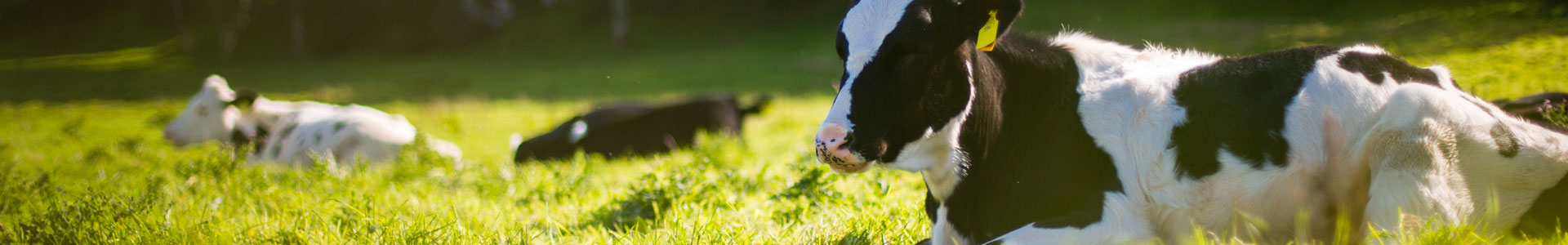 Bandeau filière bovine