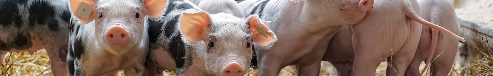 bandeau filière porc