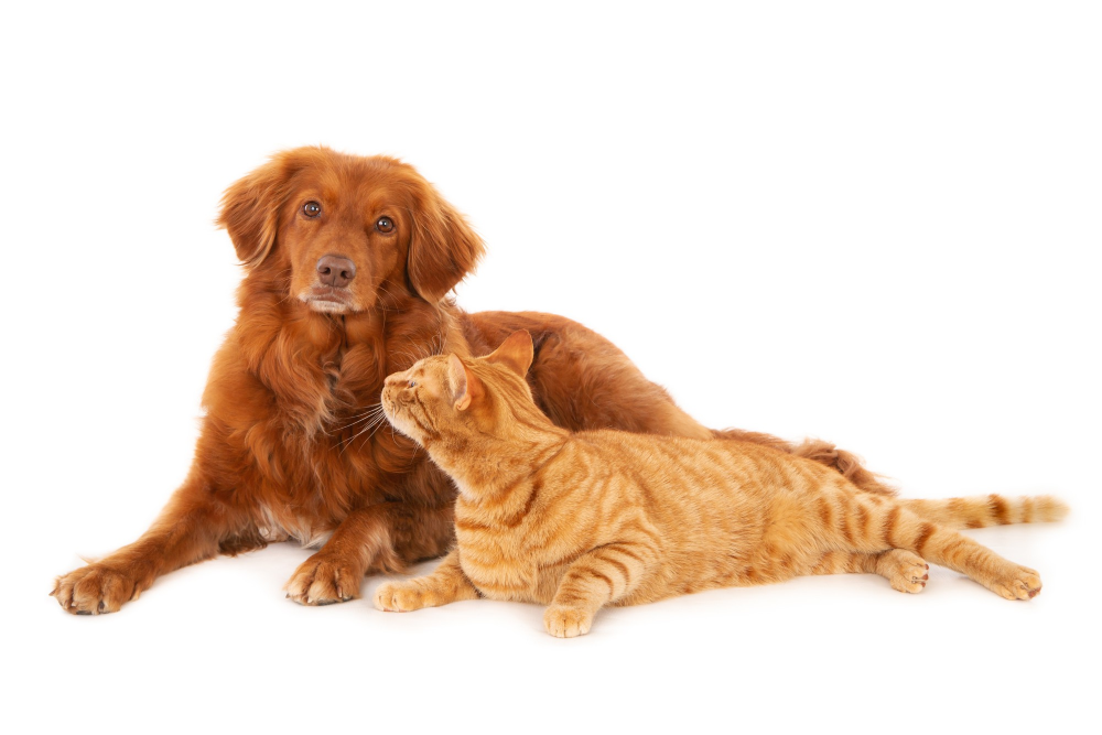 chat et chien bis