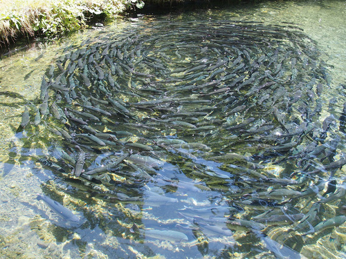 Poissons élevage