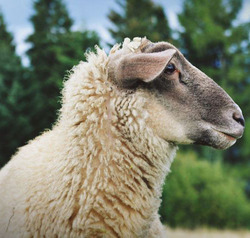 Filière Petits ruminants